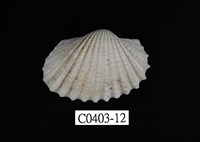 藏品(血蚶)的圖片